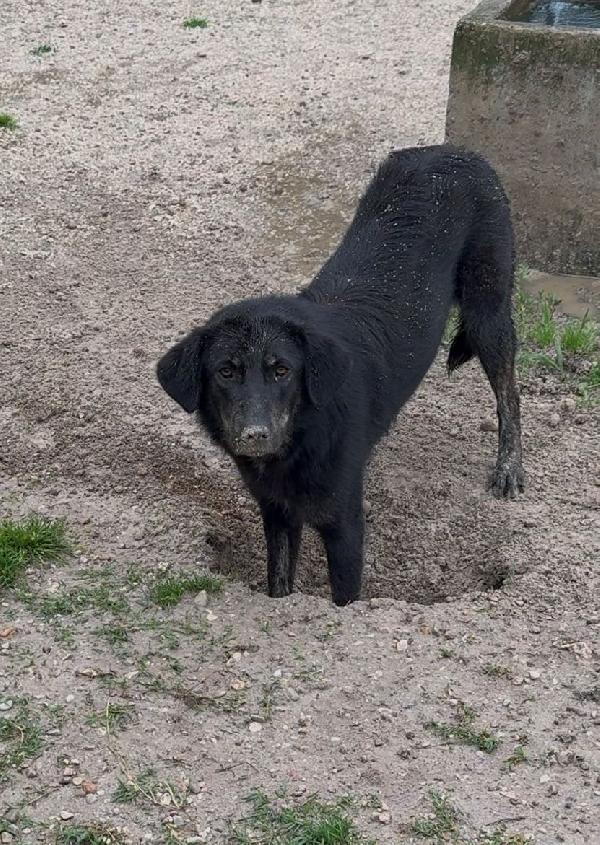 Montana cucciolotta dal carattere tranquillo Foto 4